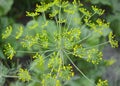 Blooming Dill Flowers