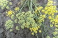 Blooming dill garden or smelly (Anethum graveolens). Annual herb, family Apiaceae. Royalty Free Stock Photo