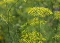 Blooming dill garden or smelly Lat. Anethum graveolen Royalty Free Stock Photo