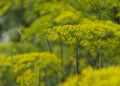 Blooming dill garden or smelly Lat. Anethum graveolens 2