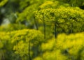 Blooming dill garden or smelly Lat. Anethum graveolens 3 Royalty Free Stock Photo
