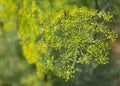 Blooming dill garden or smelly Lat. Anethum graveolens Royalty Free Stock Photo