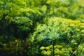 Blooming dill in the garden in the sunlight