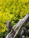 Blooming dill growing behind rustic wooden fence