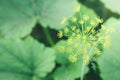 Blooming dill growing in garden