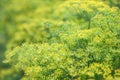 Blooming dill tops top view close up