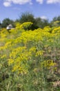 Blooming dill yellow flower in garden