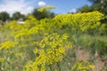 Blooming dill yellow flower in garden