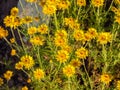 Blooming dog chamomile, Anthemis tinctoria dyer camillia