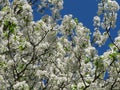 Blooming Dogwood Royalty Free Stock Photo