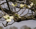 Blooming dogwood flowers in spring time Royalty Free Stock Photo