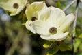 Blooming dogwood Royalty Free Stock Photo