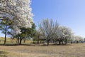 Blooming Dogwood Trees At Mount Trashmore Park Royalty Free Stock Photo