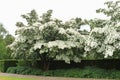 Blooming Dogwood Milky Way trees in park Royalty Free Stock Photo