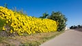 Blooming Dolichandra unguis-cati and Oleander in a Colorful Hedge, Phoenix, AZ Royalty Free Stock Photo