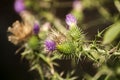 Blooming donkey thistle