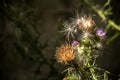 Blooming donkey thistle