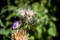 Blooming donkey thistle