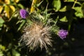 Blooming donkey thistle