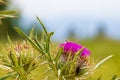 Blooming donkey thistle plant view