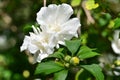 Closeup of blooming double-flowered white Hibiscus syriacus inflorescence on sunny summer day