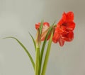 Blooming double hippeastrum amaryllis on gray background