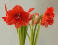 Blooming double hippeastrum amaryllis on gray background