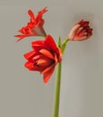 Blooming double hippeastrum (amaryllis) Red Peacock on gray background