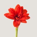Blooming double hippeastrum (amaryllis) Red Peacock on gray background