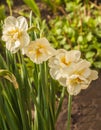 Blooming Double Narcissus on bed