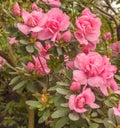 Blooming double pink azalea rhododendron