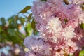 Blooming double pink Japanese cherry flowers
