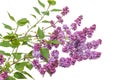 Blooming double purple lilac on a white background Royalty Free Stock Photo