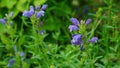 Blooming Dracocephalum argunense Fisch at the garden in late May