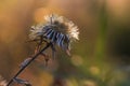 Blooming dry thistle on a brown autumn background Royalty Free Stock Photo