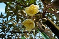 Blooming durian flower