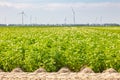 Blooming Dutch agricultural potato field in front of wind turbines in the province of Flevoland
