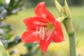 Blooming Dutch Amaryllis,Knight`s Star Lily,South African Amaryllis flower