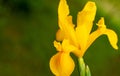 Blooming Dutch Iris