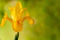 Blooming Dutch Iris