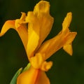 Blooming Dutch Iris