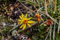 Blooming Dwarf Arctic Butterweed (Tephroseris heterophylla). Tundra wildflowers.