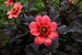 Blooming dwarf dahlia `Dahlegria Tricolore` Collarette Group. Perfectly formed red and salmon rose flowers Royalty Free Stock Photo