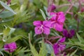 Blooming dwarf fireweed (Chamaenerion latifolium). Summer tundra plants. Flowers growing wild in the Arctic Royalty Free Stock Photo