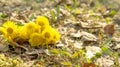 Blooming in early spring bush coltsfoot. Yellow bright flowers Royalty Free Stock Photo