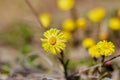Blooming in early spring bush coltsfoot.yellow flowers Royalty Free Stock Photo