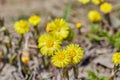 Blooming in early spring bush coltsfoot.yellow flowers Royalty Free Stock Photo