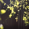 Yung earrings and liaves on birch branches, closeup photo in the fall on a red background Royalty Free Stock Photo