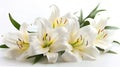Blooming Easter: A Pure White Lily on a Background of Hope and Renewal