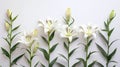 Blooming Easter: A Pure White Lily on a Background of Hope and Renewal